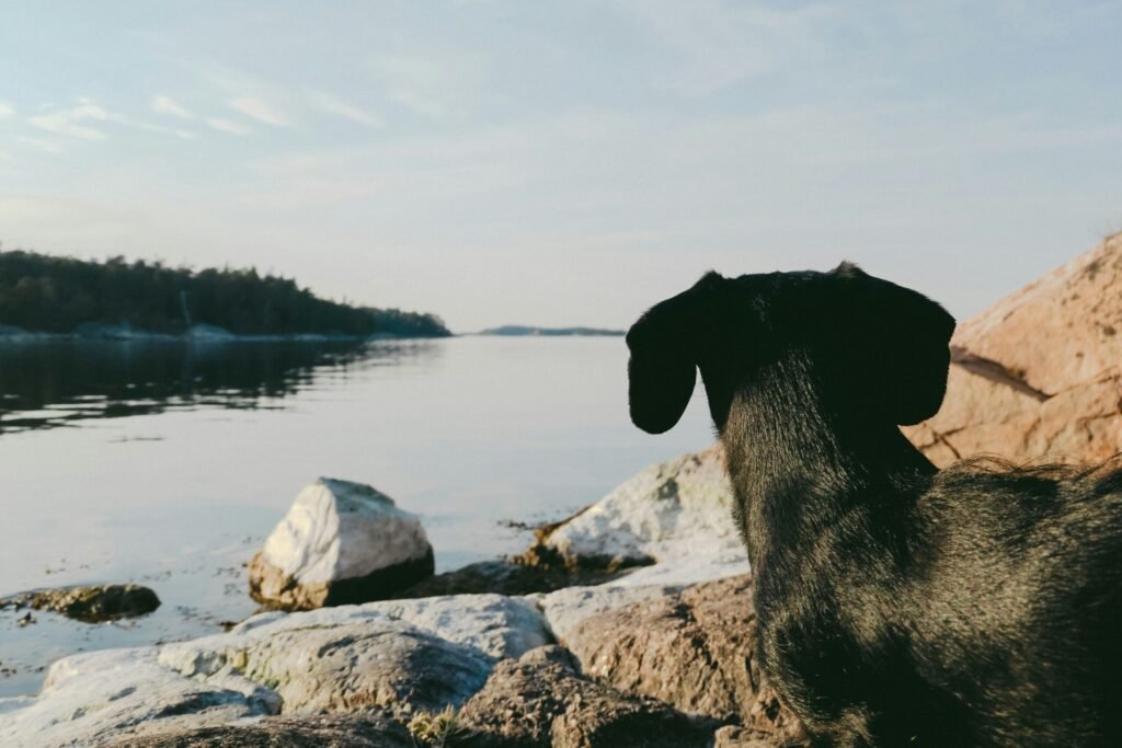 accessoires eco friendly chien teckel